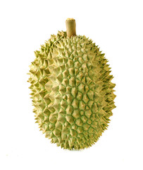 Fresh durian on isolate white background. Durian is king of tropical fruit.