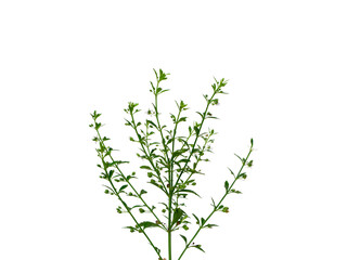 Fototapeta na wymiar Close up grass of Macao Tea, Sweet Broomweed on white background.