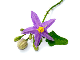 Naklejka premium Close up of Brinjal flower on white background.