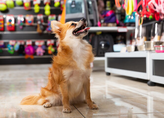 Puppy walking in pet shop on background of shelves with dog accessories