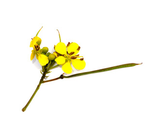 Close up flower of Cassod tree or Senna siamea on white background.