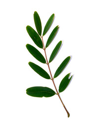 Close up leaf of Cassod tree or Senna siamea on white background.