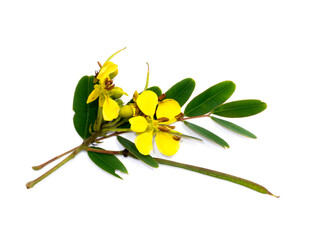 Close up flower of Cassod tree or Senna siamea on white background.