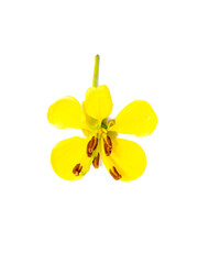 Close up flower of Cassod tree or Senna siamea on white background.