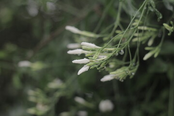 jasmine in a rain 