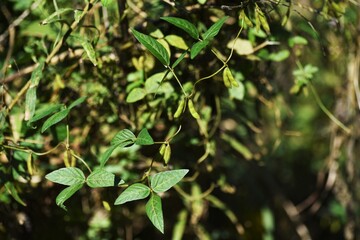 Fototapeta premium Glycine soja / Fabaceae annual vine grass.