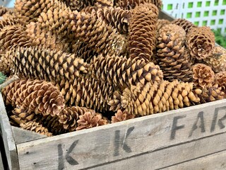 Pinecones