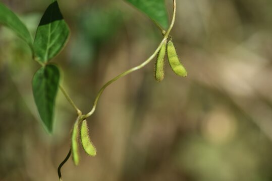 Glycine soja /  Fabaceae annual vine grass.