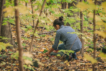 Mushroom picking during hike in the forest. Woman foraging the floor of woods in the wild during...