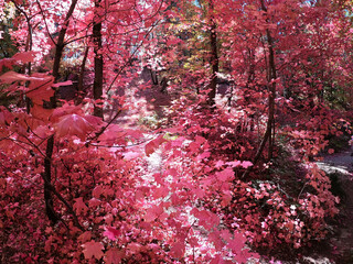 Autumn Forest Scene - Mount Lemmon, Tucson, Arizona