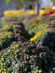 Fall Mums