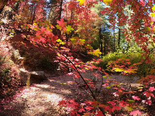 Autumn Forest Scene - Mount Lemmon, Tucson, Arizona