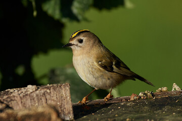 Fototapeta premium Goldcrest (Regulus regulus)