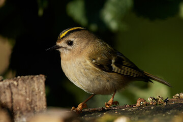 Fototapeta premium Goldcrest (Regulus regulus)
