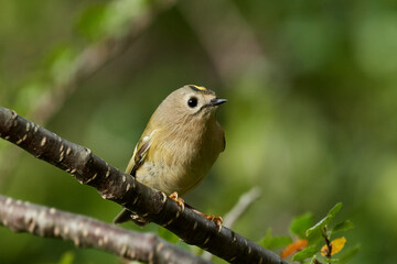Goldcrest (Regulus regulus)