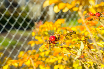 Beautiful golden leaves of dogrose bush in warm autumn morning. Selective focus. Shallow depth of field.