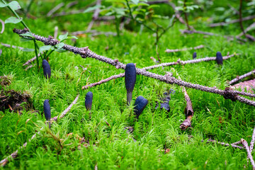 Fototapeta premium Clavariadelphus - inedible mushroom in the shape of a club.