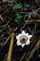 Geastrum - inedible mushroom starfish in nature.