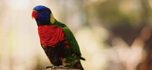 close up of a red and green parrot Or macaw bird in forest in daytime