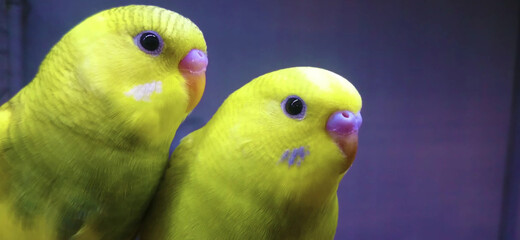 close up of a red and green parrot Or macaw bird in forest in daytime