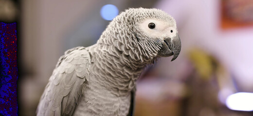 close up of a red and green parrot Or macaw bird in forest in daytime