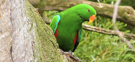 close up of a red and green parrot Or macaw bird in forest in daytime