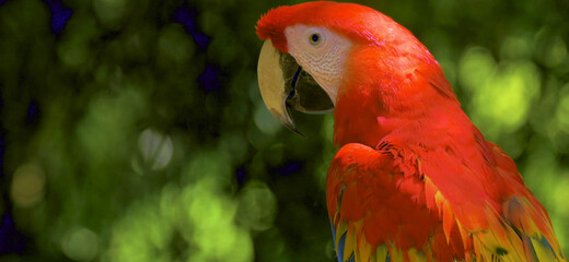 close up of a red and green parrot Or macaw bird in forest in daytime