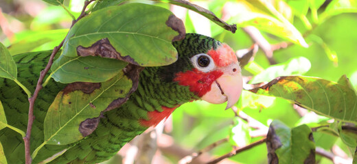 close up of a red and green parrot Or macaw bird in forest in daytime