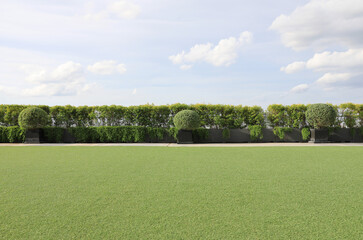 Long tree hedge and green grass lawn floor in foreground