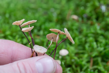 Human fingers are holding mushrooms containing psilocybin. Hallucinogenic mushrooms.