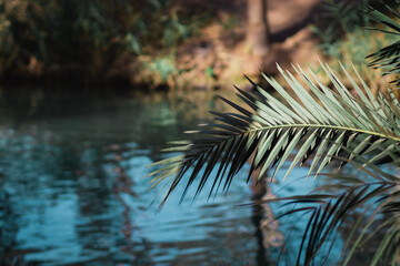 A branch of a palm tree against the backdrop of a yardenit stream, a blurred background of the water