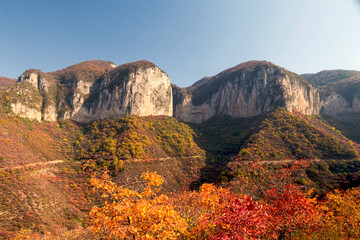 The leaves on the mountain turn yellow in autumn