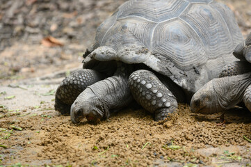 Giant Galapagos tortoise