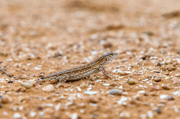 Close up of steppe-runner or Eremias arguta