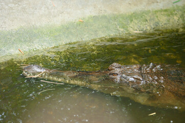 Crocodile in the pond