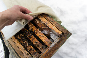 Beehive inspection in winter