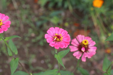 Obraz premium 秋の花壇に咲くヒャクニチソウのピンクの花