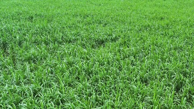 sugarcane plot green grass background arial view footage from drone 