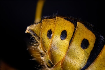 Vespula vulgaris -  Back waps - buttocks in macro detail.