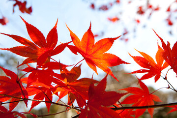 紅葉