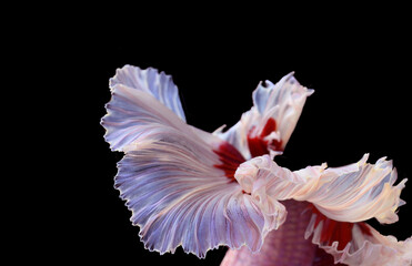 Fototapeta na wymiar Thai red fish tail