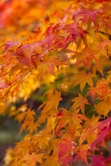 冴野の沼の紅葉