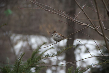 a sparrow sitting on a tree branch in winter