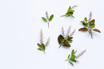 Fresh holy basil leaves with  flower on white