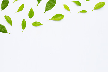 Green citrus fruit leaves on white background.