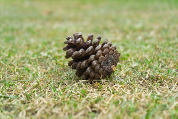Pine cones on the grass in forest