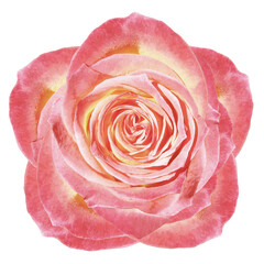 pink flower rose  on a white isolated background with clipping path.  no shadows. Closeup.