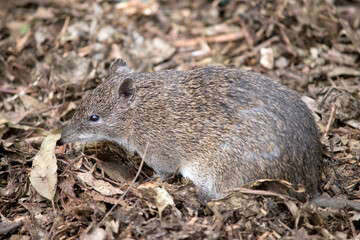 the southern brown bandicoot is a small marsupial often mistaken for a rat