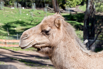 this is a side view of a camel