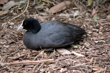 the Eurasian coot is sitting on a nest with 3 eggs in it
